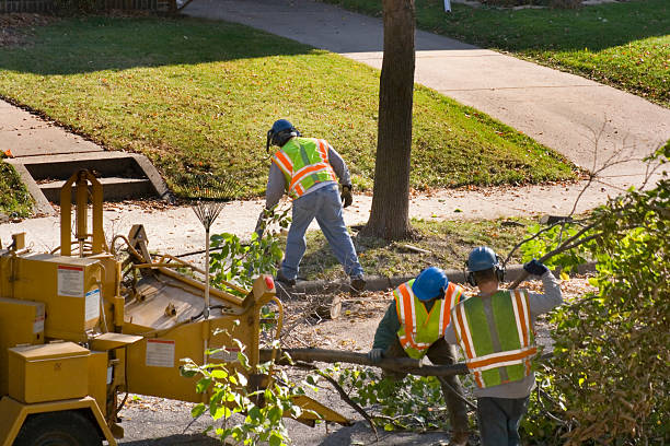 The Steps Involved in Our Tree Care Process in Schwenksville, PA